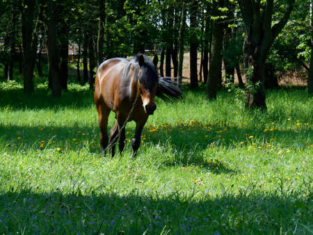 Bay horse grazing on the green grass の写真素材