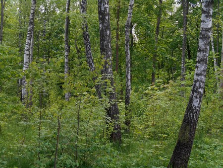 Summer landscape birchwoodの写真素材
