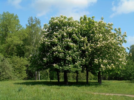 Spring landscape in the parkの写真素材