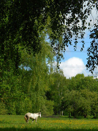 Summer landscape in the parkの写真素材