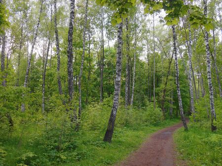 Summer landscape birchwoodの写真素材