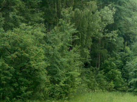 Green summer landscapeの写真素材
