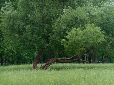 Green summer landscapeの写真素材