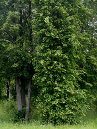 Green summer landscapeの写真素材