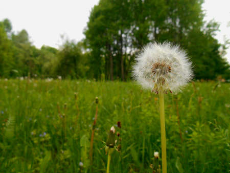Green summer landscapeの写真素材