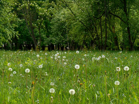 Green summer landscapeの写真素材