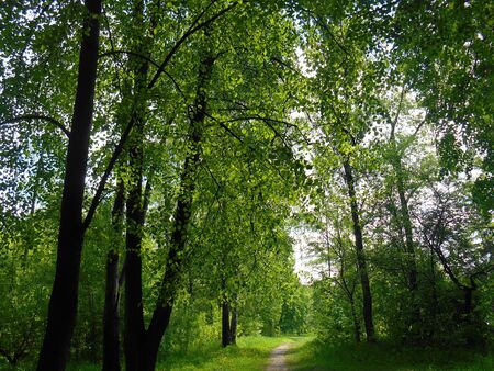Summer green landscapeの写真素材