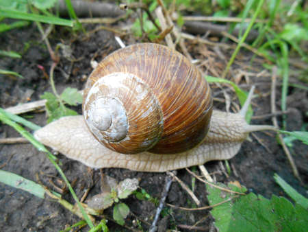 Snail in the earth backgroundの写真素材