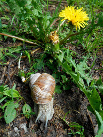 Snail in the green grass and flower backgroundの写真素材