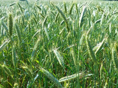 Field ripening cereals solar backgroundの写真素材