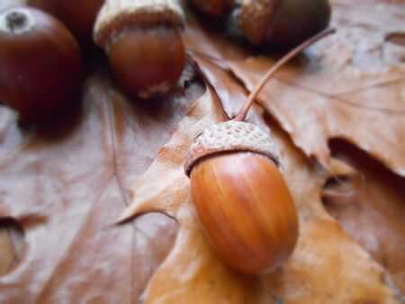 Acorns on a leaf background