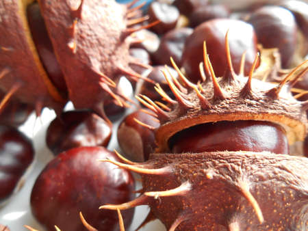 Chestnuts prickly texture backgroundの写真素材