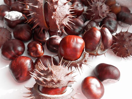 Chestnuts prickly texture on a white backgroundの写真素材
