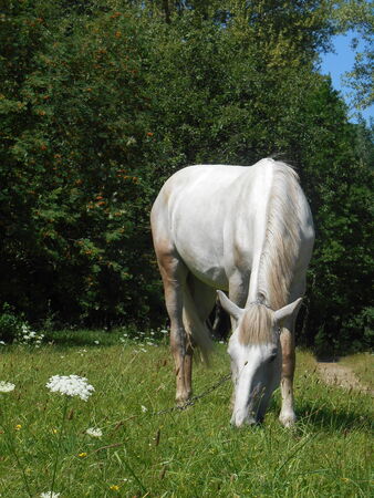 White horse in the park on the green grassの写真素材