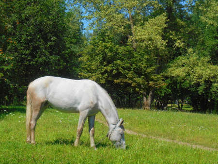 White horse in the park on the green grassの写真素材