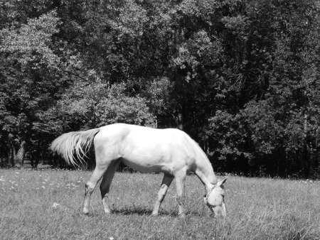 White horse in the park black and white photoの写真素材