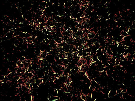 Foliage on a dark abstract space backgroundの写真素材