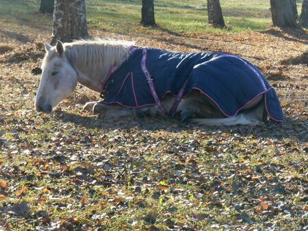 White horse in a blanket sleeping in the parkの写真素材