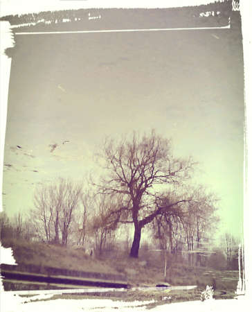 Landscape tree reflected on the lake picture backgroundの素材