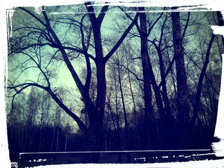 Trees on a sky beautiful picture background