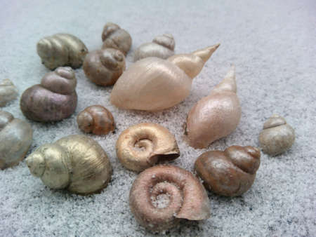Shells on the snow beautiful 