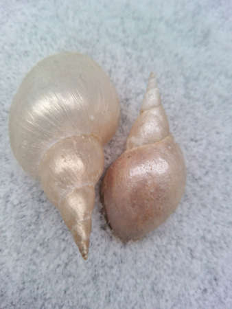 Two shells on the snowの素材