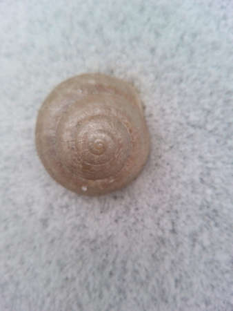 Shell on the snow