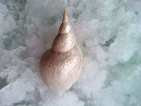 Shell on the snow の素材