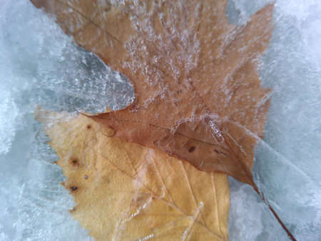 Leaves frozen の素材