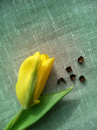 Yellow tulip の素材