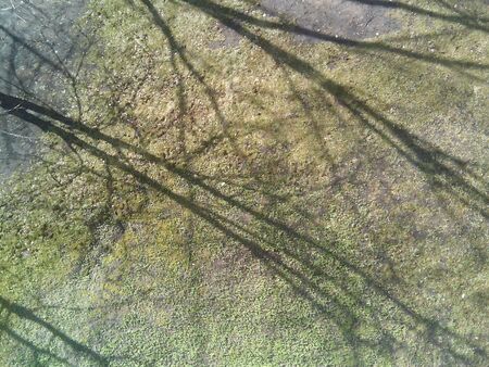 Spring shadows trees from the balcony