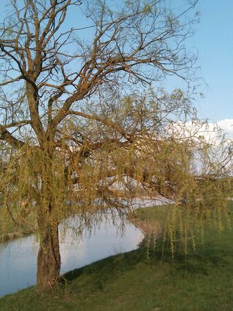 Spring landscape willow tree on the lake
