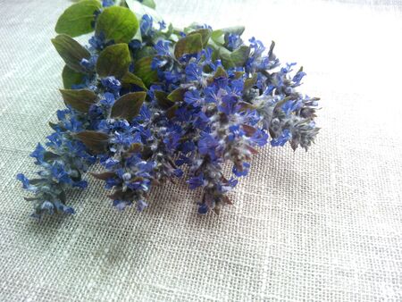 Blue flowers beautiful backgroundの素材