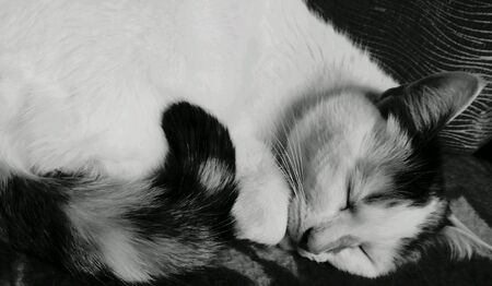 Cat sleeping black and white の素材