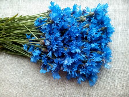 Blue cornflowers natural の素材
