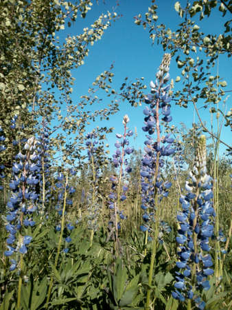 Dark blue flowers lupine on a green grass and blue sky backgroundの素材