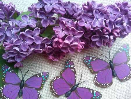 Purple lilac flowers and butterflies beautiful backgroundの素材