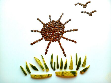 Picture watermelon seeds on a white background