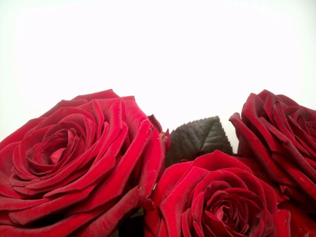 Red roses flowers on a white backgroundの素材