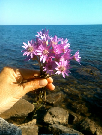Steppe immortelle purple flowers in hand on a sea and blue sky backgroundの素材