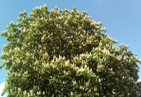 Chestnut tree branches flowering on a blue sky backgroundの素材