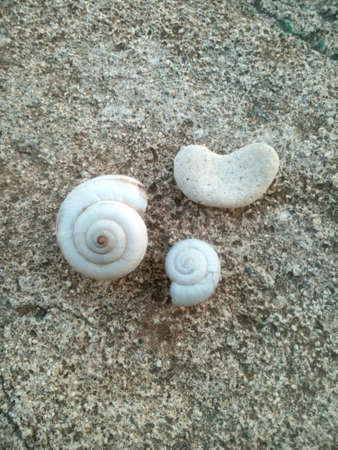 White stone heart and two shells on a stone rock background