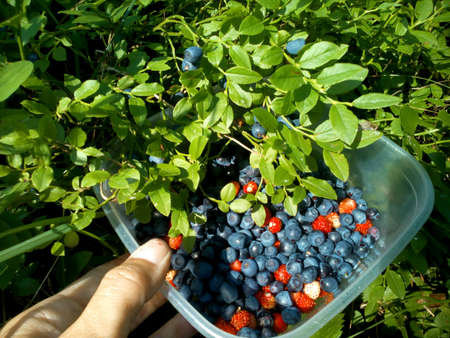 Collection blueberries and strawberries in the forestの素材