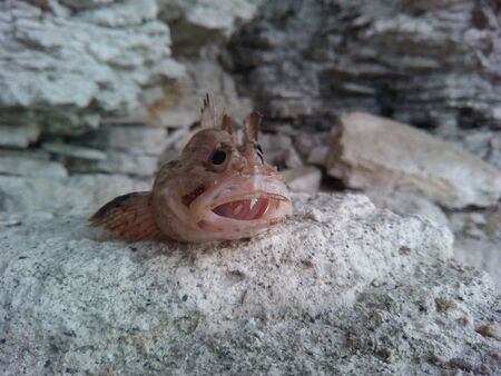 Sea fish on a stone texture