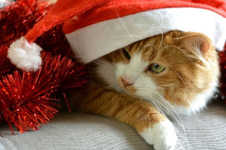 Cat in the red hat christmas time tinsel backgroundの素材
