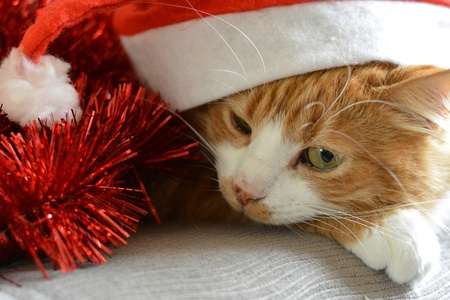 Cat in the red hat christmas time tinsel backgroundの素材