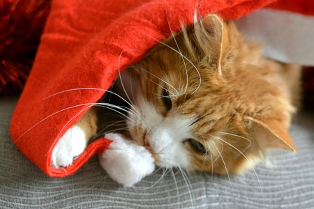 Cat pet and red hat christmas timeの素材