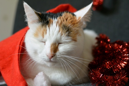 White cat sleep and red hat christmas timeの素材