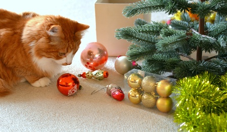 Cat pet and christmas tree decorの素材