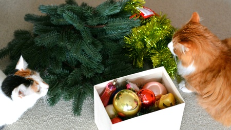 Two cats pets and christmas tree decorの素材